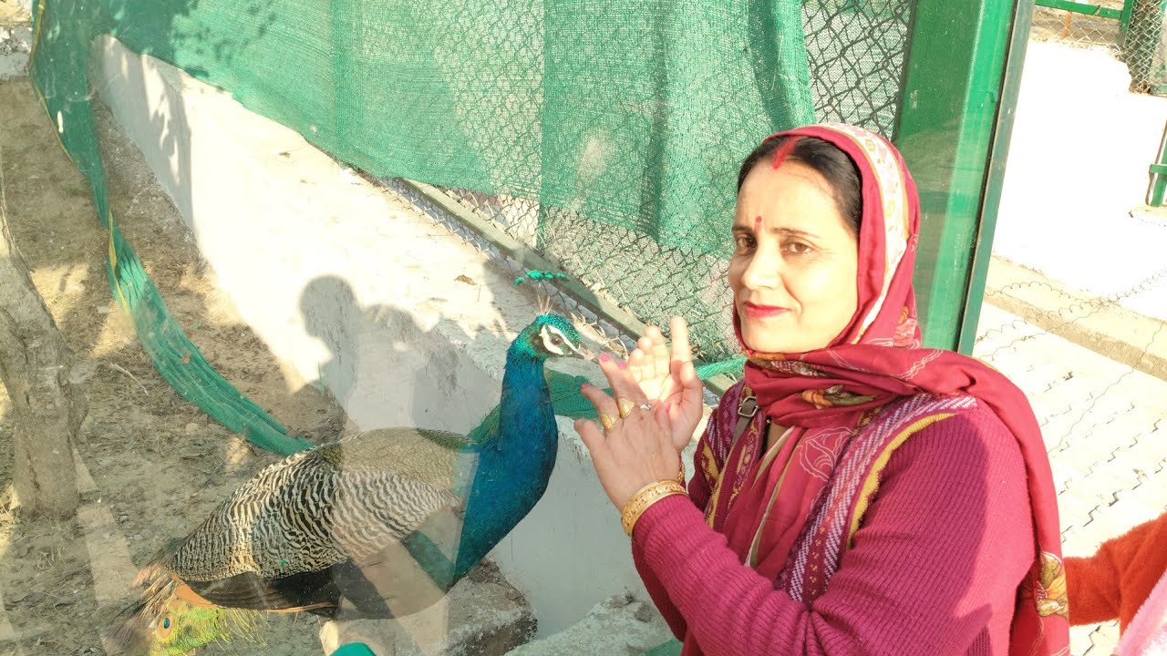 Peacock Ko Hath Laga Dhala 😍 | Part-3