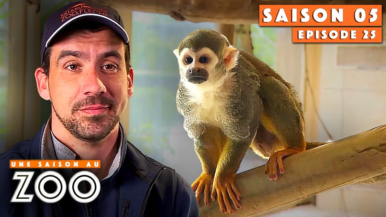Kourouaï le nouveau Saïmiri découvre sa Nouvelle Famille | S05EP25 | Intégrale | Une saison au zoo