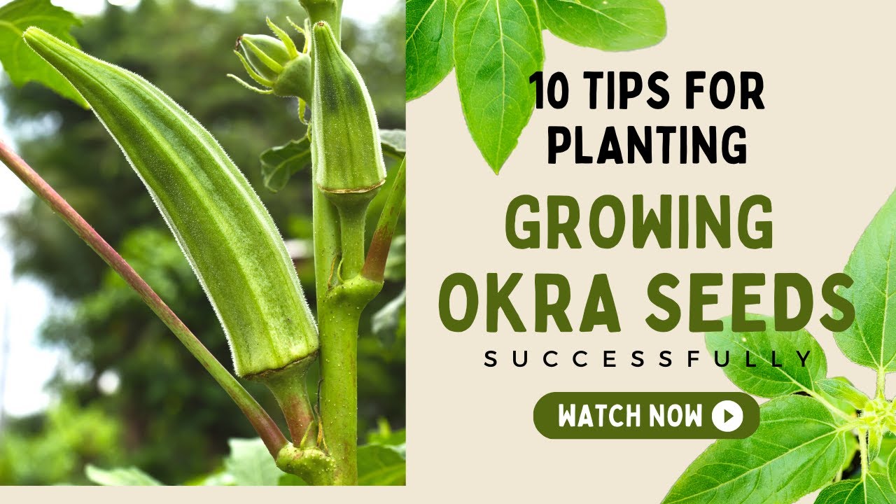 10 Tips for Planting and Growing Okra Seeds Successfully