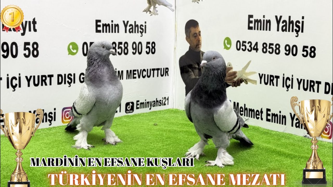 🔴 ŞAMPİYONLAR LİGİ OLAY MEZAT 🏆 EMİN YAHŞI CANLI MEZAT #oyunkuşu #A_Kalite