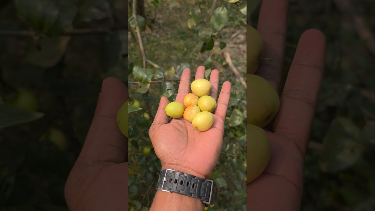 Traditional Village Apple Kul Harvest | Fresh Boroi From The Tree | Part 12