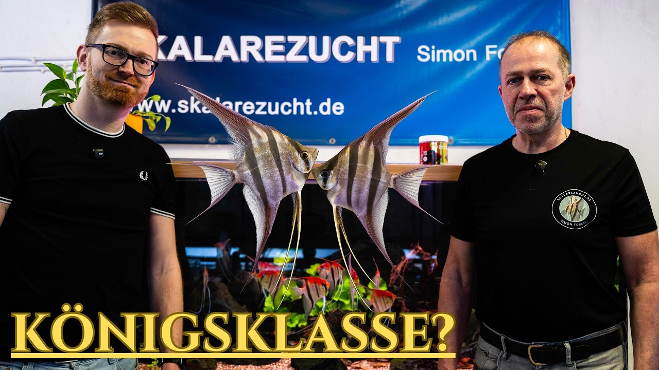 Altum Skalare – Zu Besuch bei Deutschlands Top-Züchter Simon Forkel