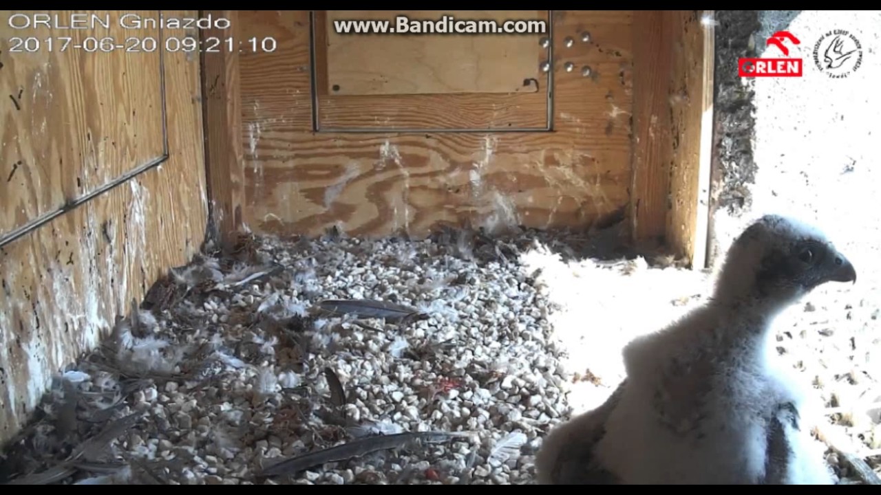 Sokoły wędrowne Orlen Płock 2017/06/20 Karmienie Kefirka cz.2