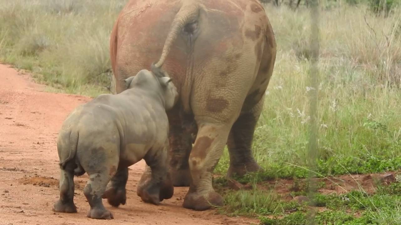 WHITE RHINO BABY PLAYING WITH ITS DAD!!!