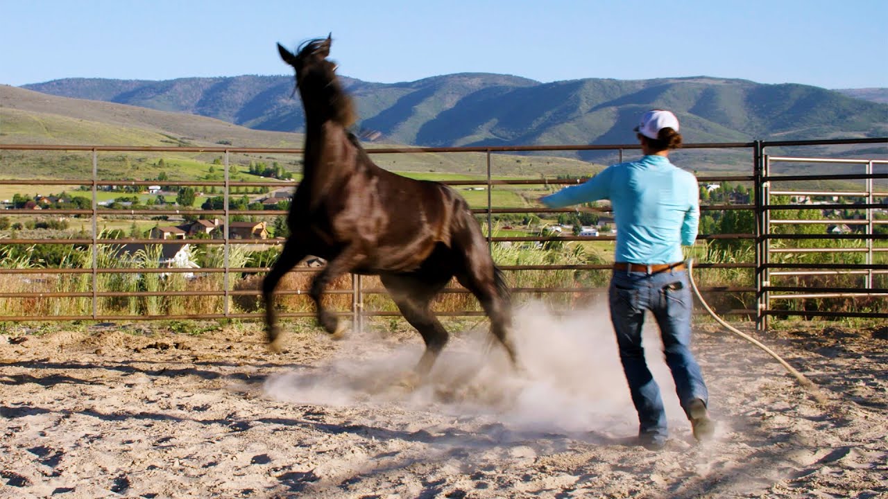 Helping a Skeptical Horse
