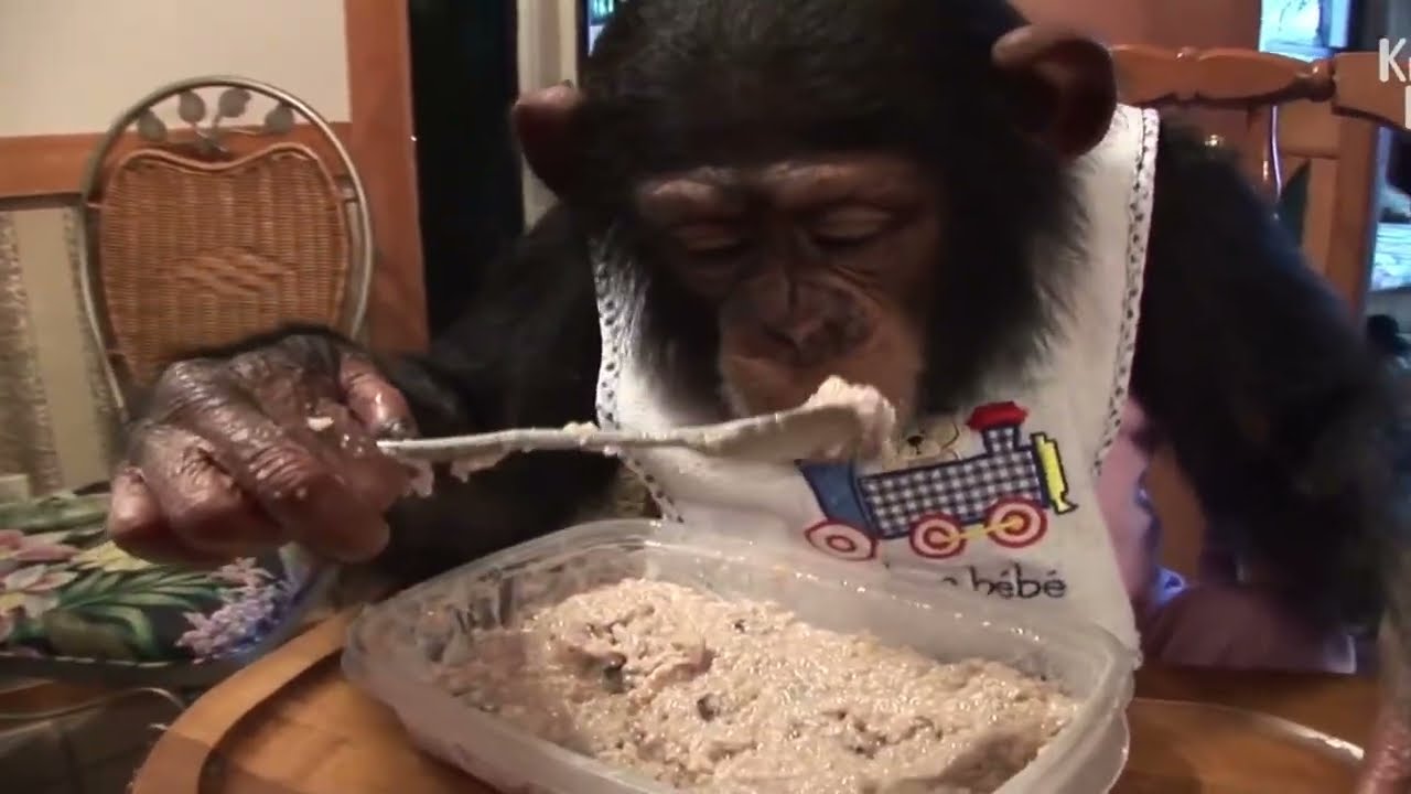 Animals that behave like people: pets think they are human