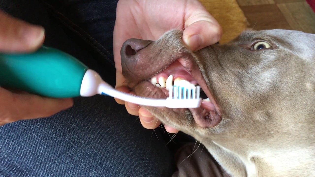 Emmi-Pet - How to remove plaque and tartar from dogs teeth