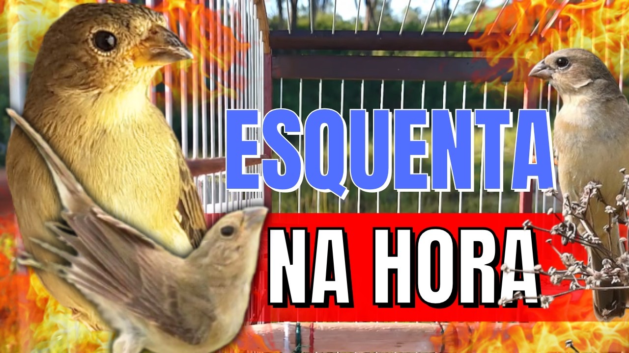 Melhor Piado de fêmea de papa capim para Esquentar papa capim e Foguear Piado de fêmea de papa capim