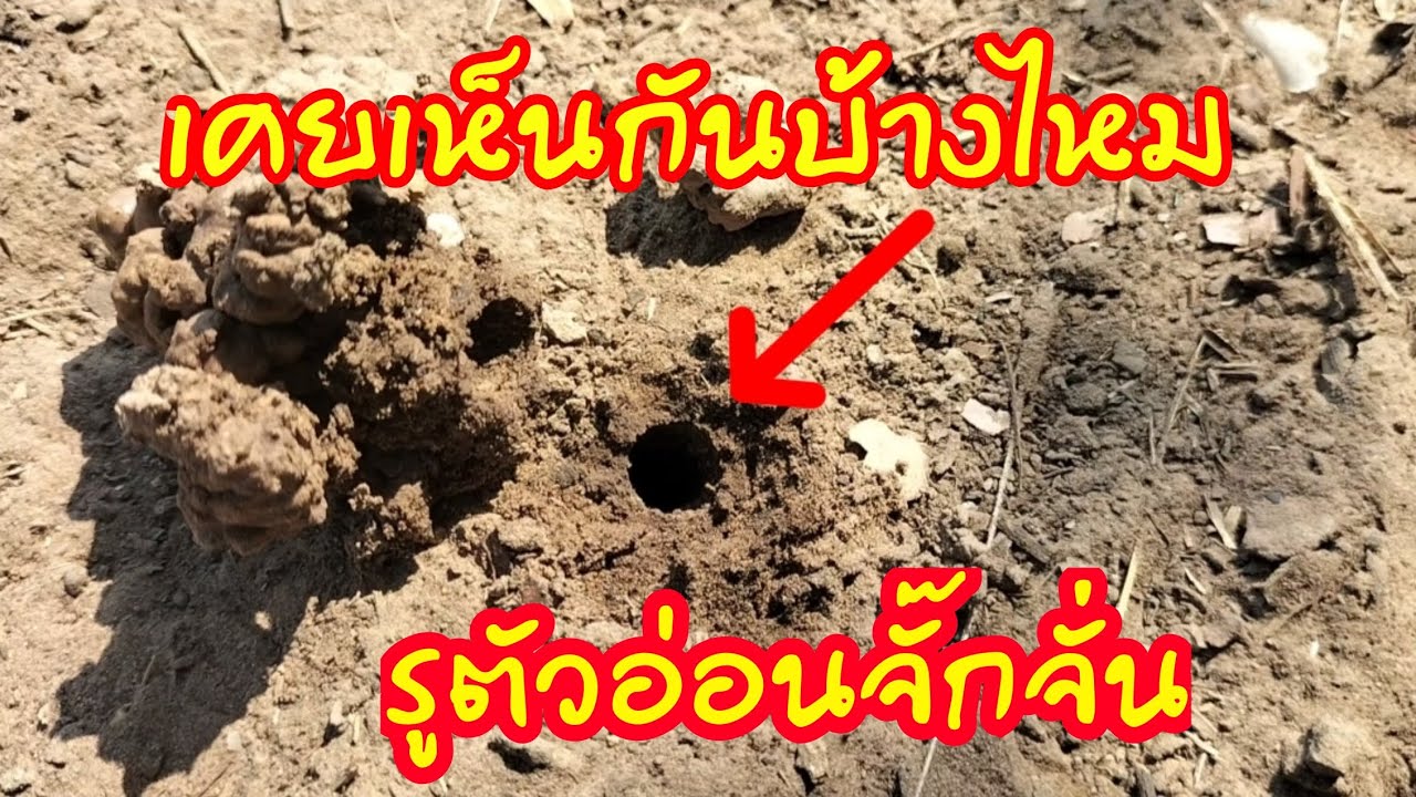 รูจั๊กจั่นรูตัวอ่อนจั๊กจั่น