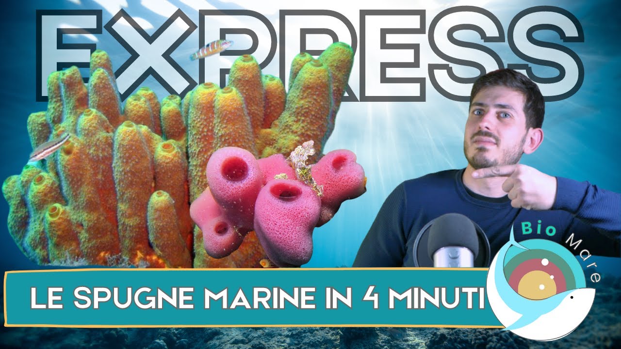 PORIFERI: LE SPUGNE MARINE E LA LORO 