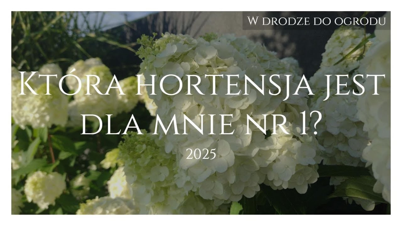 Kt&oacute;ra z hortensji jest dla mnie nr 1?