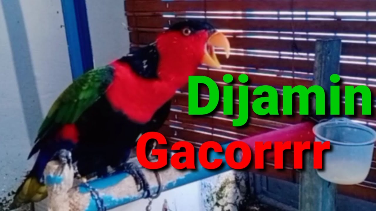 Dijamin Nuri Diam Langsung Gacor Dengar Suara Pancingan Ini