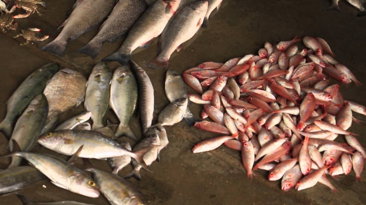 Suffering of the Palestinian Fishermen