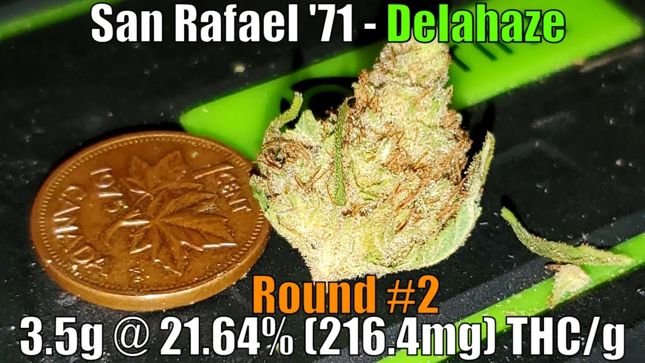 San Rafael '71 - Delahaze Unboxing Review - 3.5g @ 21.64% (216.4mg) THC/g (+Extreme Closeups) [#2]