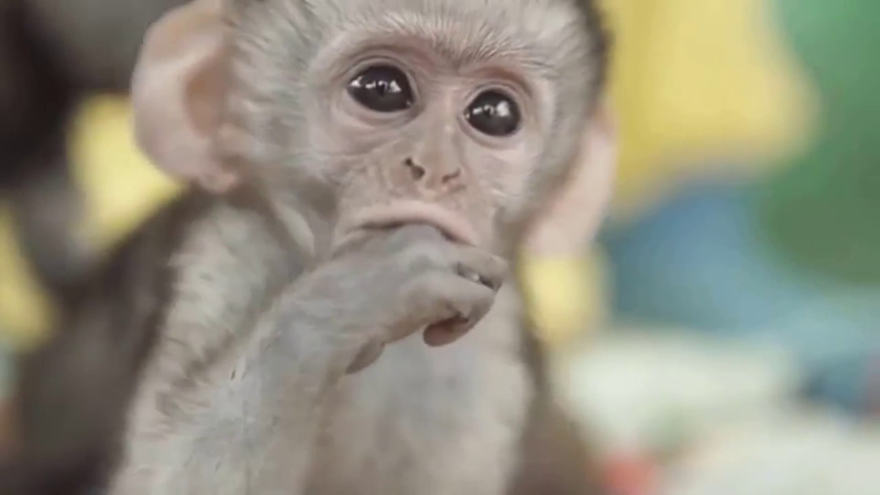 Cute Monkeys Part #13 - Baby Monkey and Funny Monkeys Feeding Time 2018