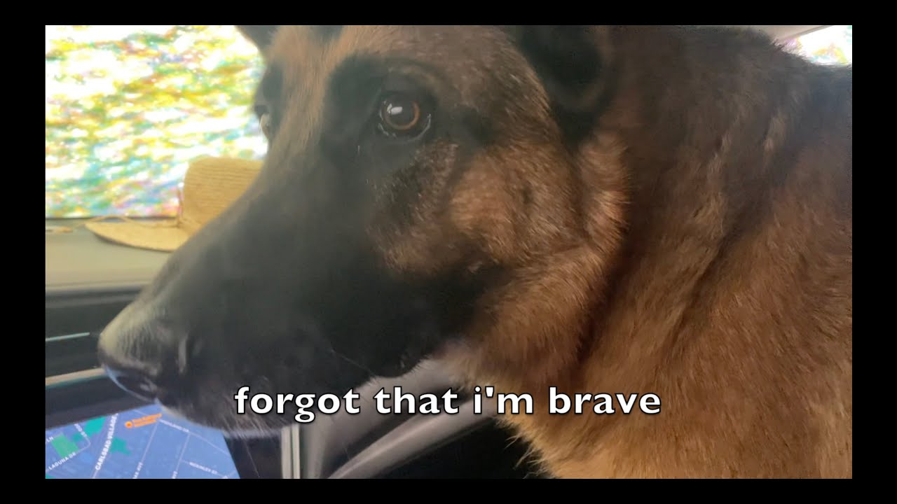 German Shepherd First Time at Car Wash