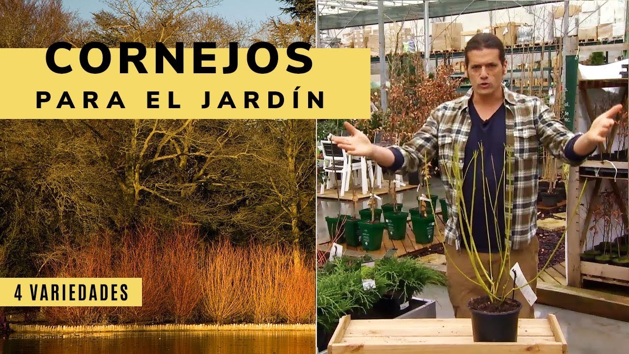 4 variedades de cornejo para el jardín - Decogarden - Jardinatis