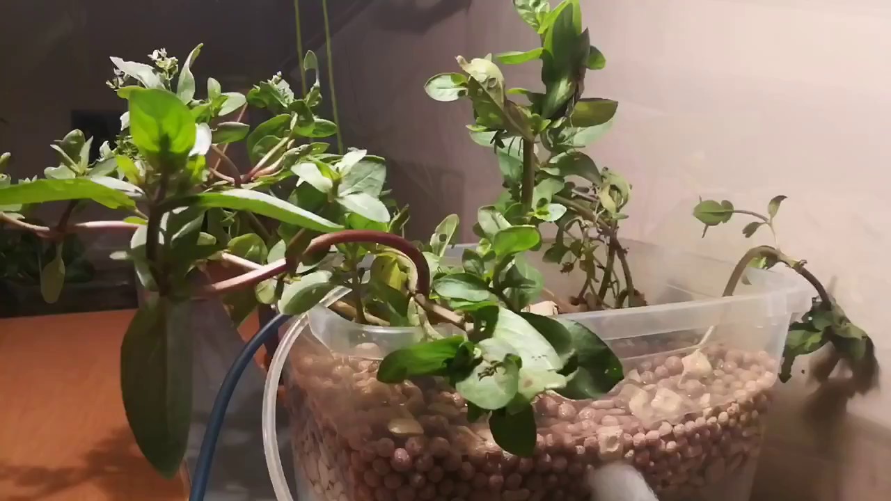 Éliminer les nitrates de l'eau de votre aquarium