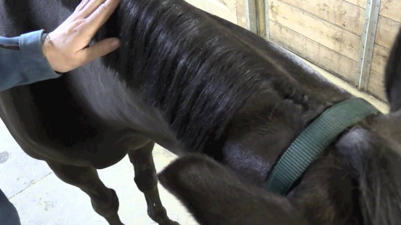 How To: Band Your Horse's Mane for Western Classes