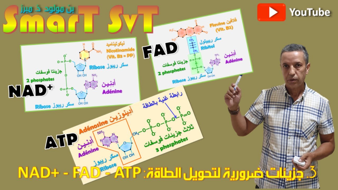5- الأدينوزين ثلاثي الفوسفات وأخواتها