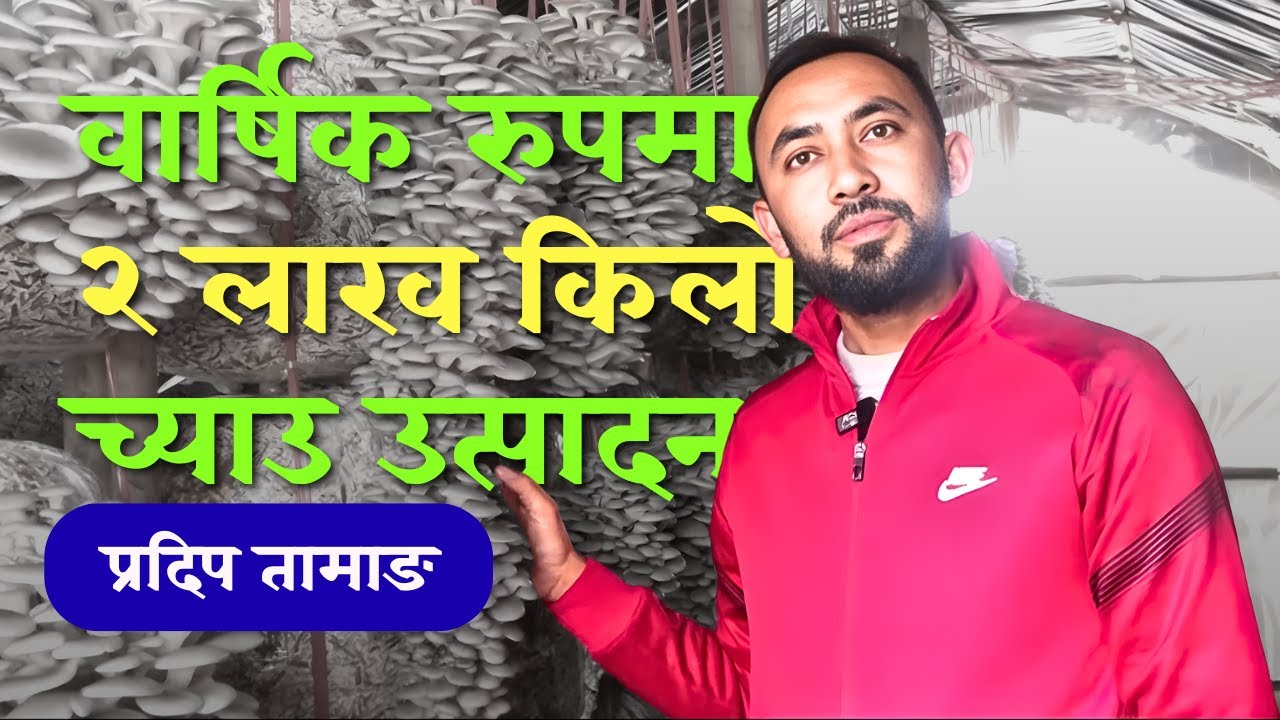 विदेश होइन, च्याउ खेती नै भविष्य: प्रदिप तामाङको संघर्ष र सफलता