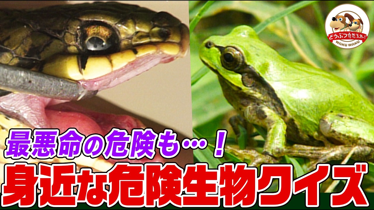 日常に潜む危ない生物！うっかり触れると大変な目に…知っておきたい身近なキケンを３択クイズでチェック!!【どうぶつ奇想天外／WAKUWAKU】