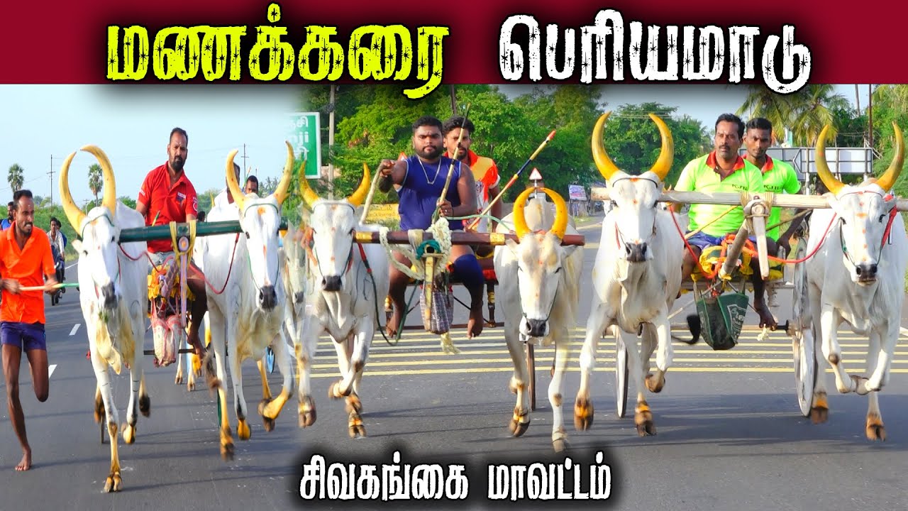 5மணக்கரை-பெரியமாடு-பந்தயம்_03.09.2025_OOR_KURUVI2.0