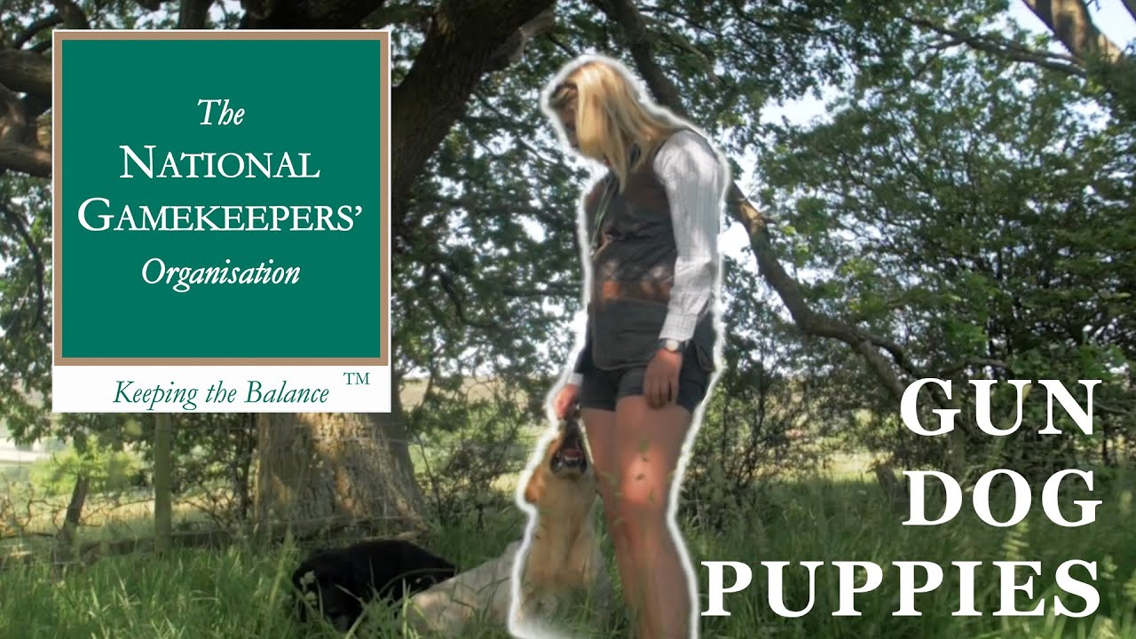 Choosing the best Gun-dog Puppy