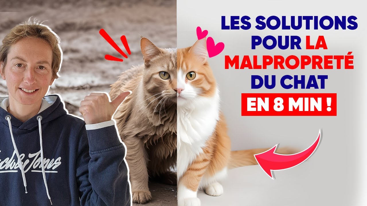 Les Solutions Pour La Malpropreté Du Chat En 8 min
