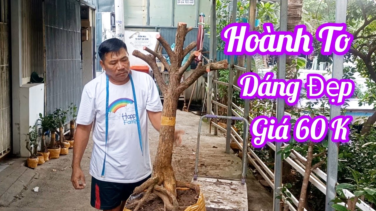 ☎️0938700985 Tứ Quý Hoành To Dáng Đẹp Ngày 5/1 Giao Lưu 