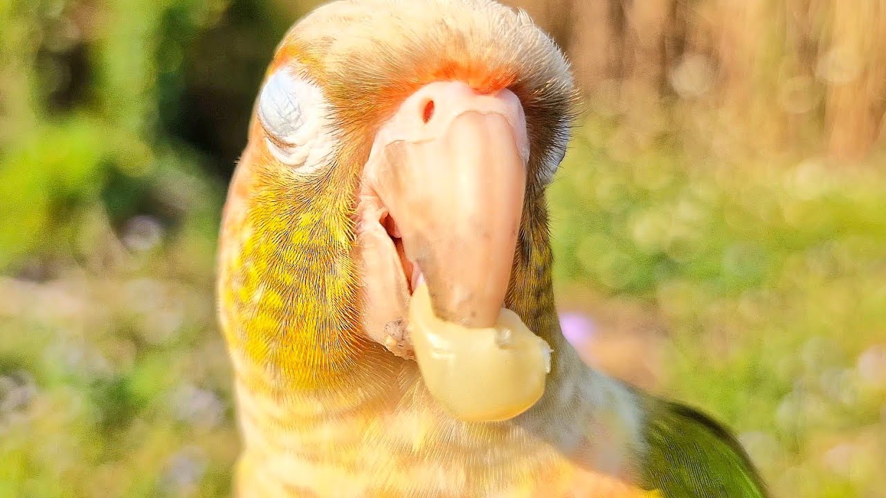 Parrot is very happy when it gets to eat this. Green cheek conure pineapple parrot sounds.