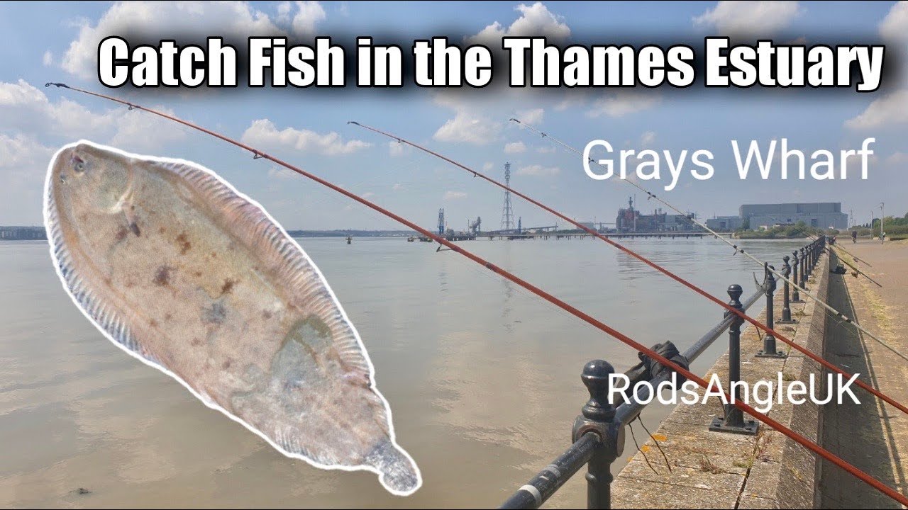 Ловите рыбу в устье Темзы: GRAYS WHARF
