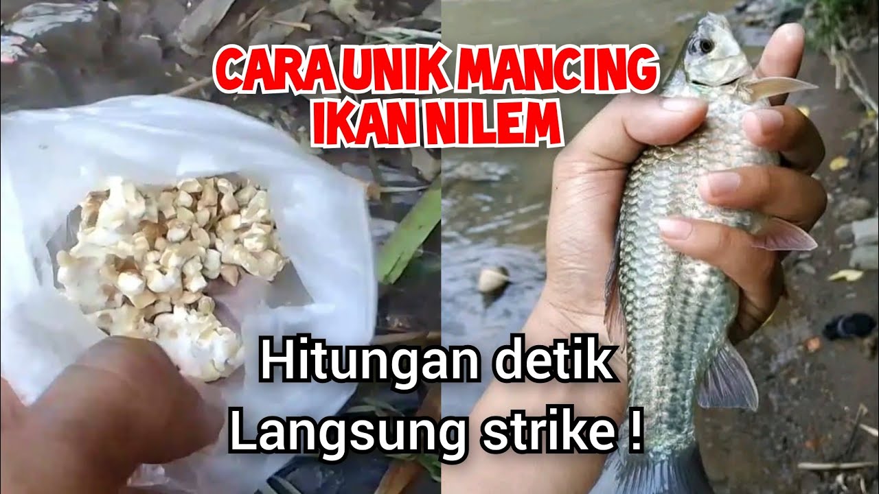 cara unik mancing ikan nilem / melem di sungai tehnik @GondrongLabanan|| #umpanikannilem