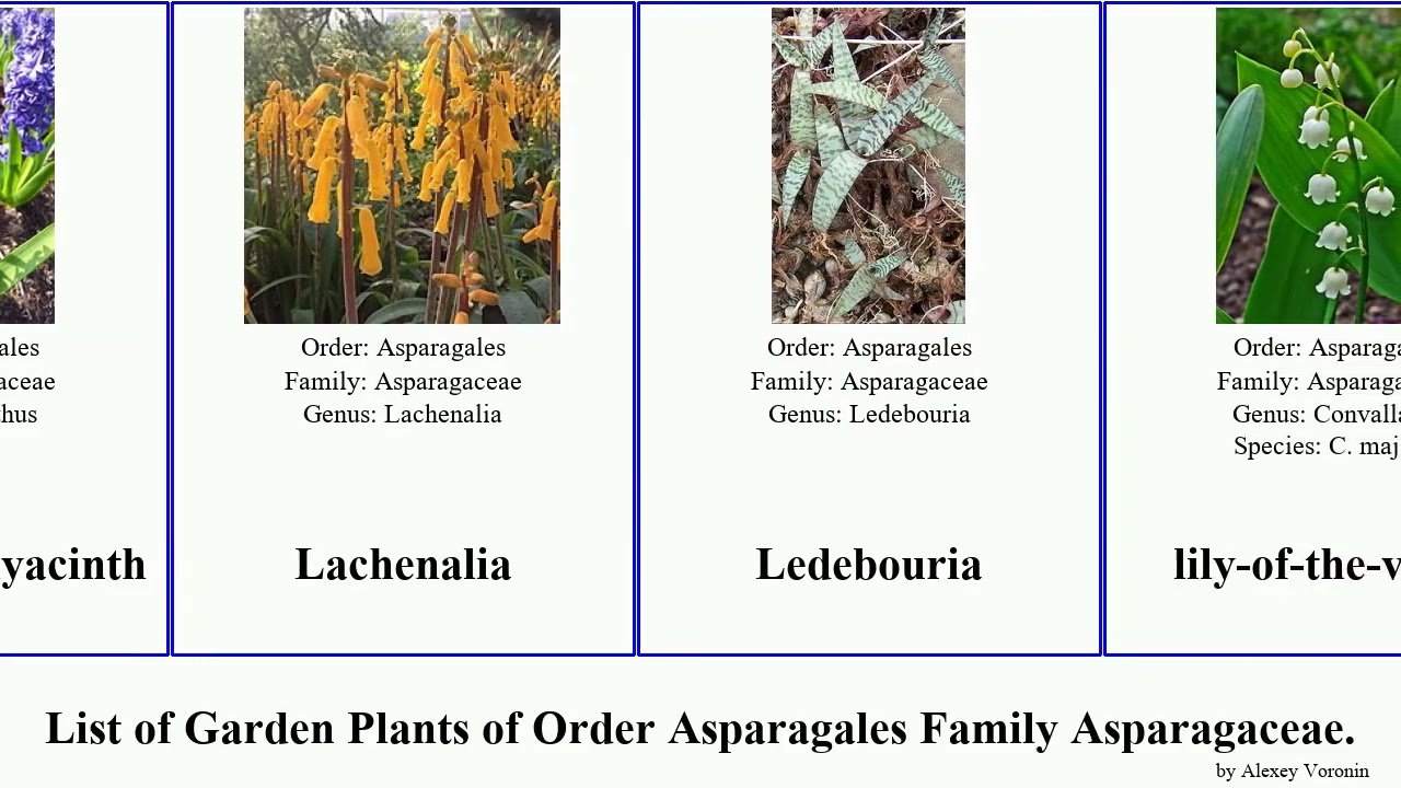 Garden Plants of Order Asparagales Family Asparagaceae hyacinth lily