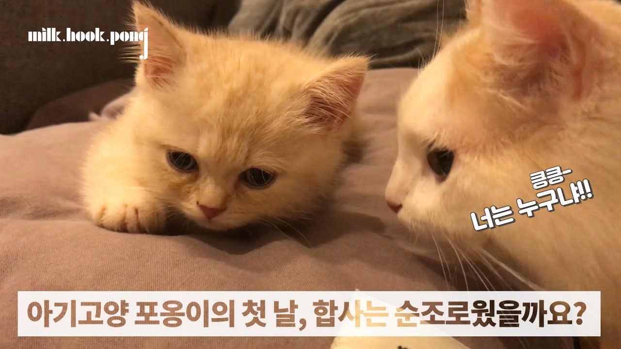 고양이 합사!! 브리티쉬숏헤어 아기고양이 포옹이와의 첫 만남~ 합사는 성공적이었을까요?