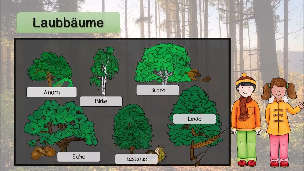 Wald   Laubb&auml;ume Erkl&auml;rvideo Teil 2