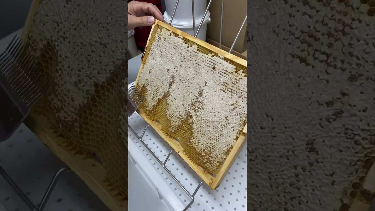 Miód Nawłociowy 2024