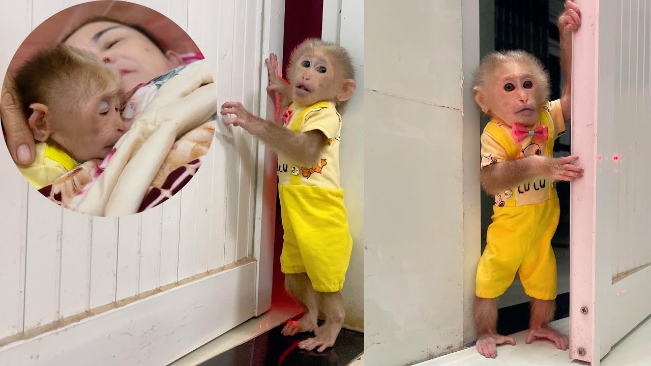 So Cute – Lulu Finds the Smartest Way to Sleep with Grandma