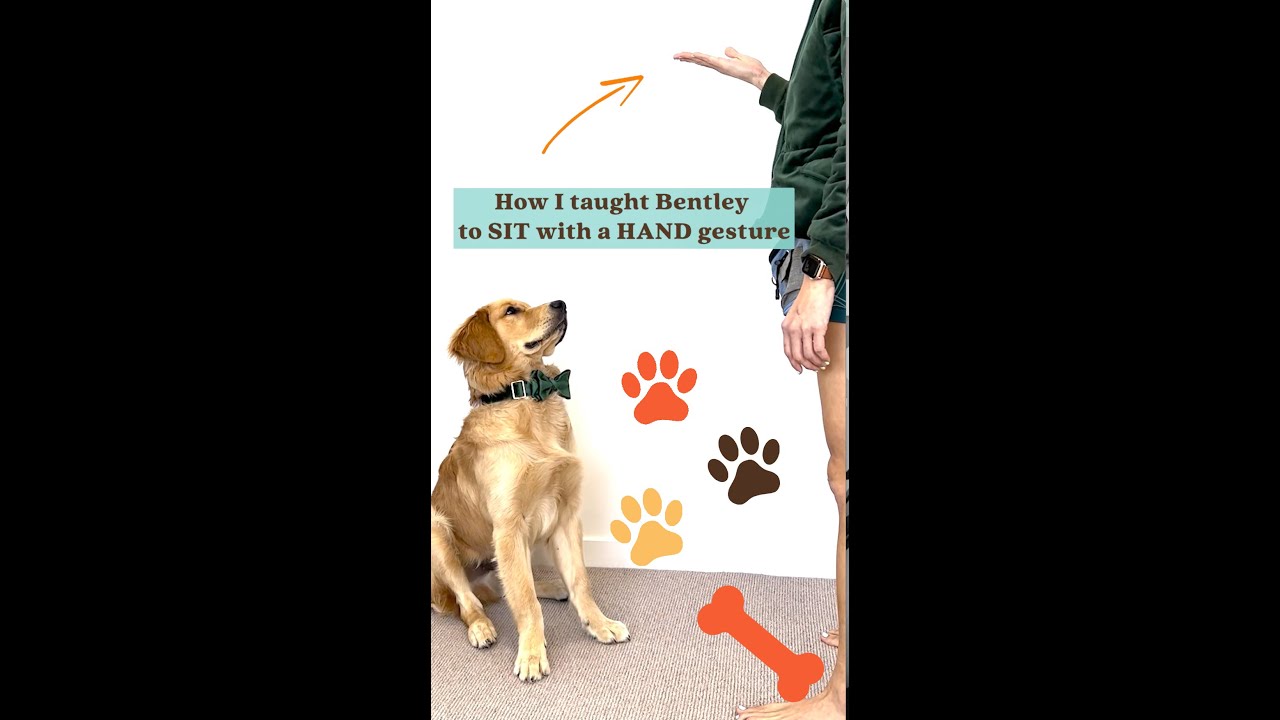 How to Teach Your Dog a Hand Signal for Sit- Obedience Commands | BentleyTheGoldenDigger.com 