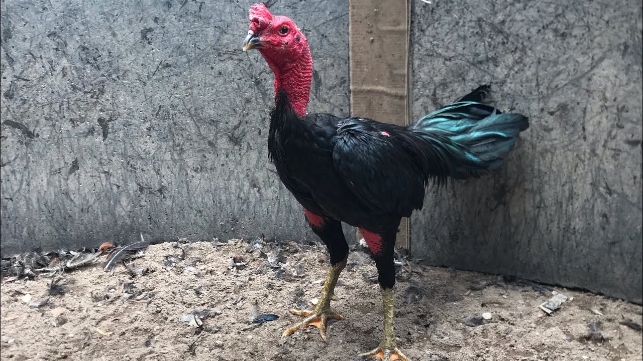 Cách Lau Tắm Cho Gà Chiến Hằng Ngày | Việc Nhỏ Nhưng Rất Quan Trọng