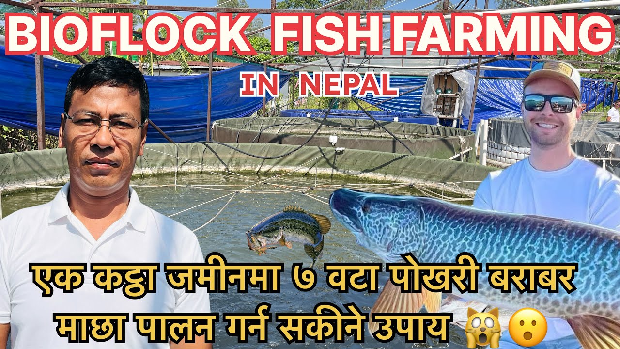 Biofloc fish farming in nepal, थोरै जग्गामा माछा पालन गरेर मनग्गै आम्दानी । bio floc, 
