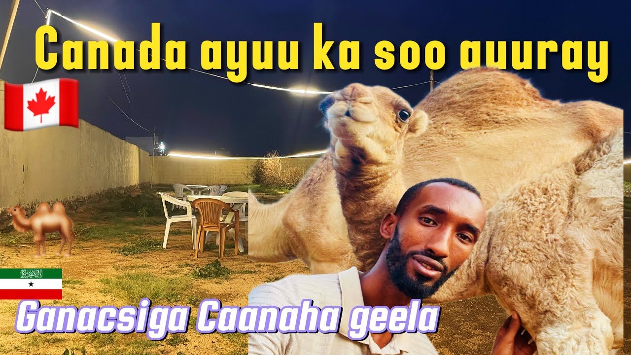 HARGEISA GANACSIGA CAANAHA GEELA 🇨🇦CANADA AYUU UGA SOO GUURAY 