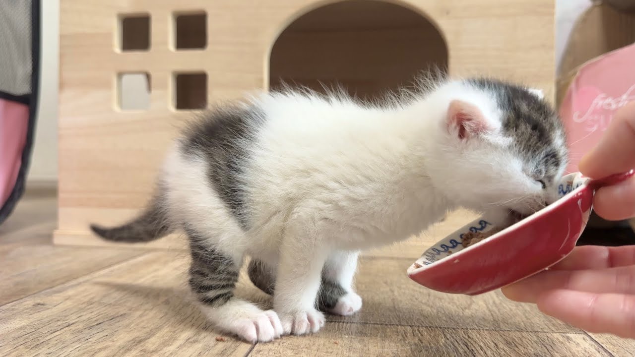 離乳食の美味しさに目覚めた子猫【坊ちゃん日記#4】　　Kitten awakens to the taste of baby food.
