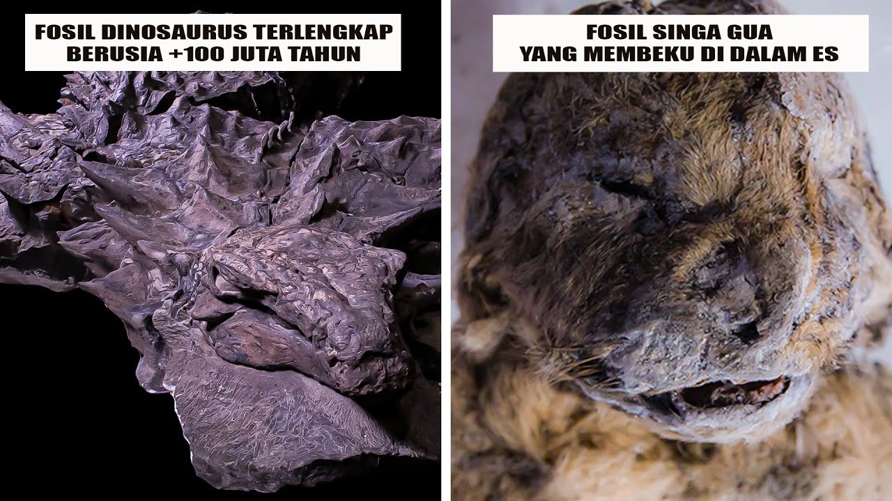 7 Penemuan Fosil Hewan Purba Dalam Kondisi Utuh