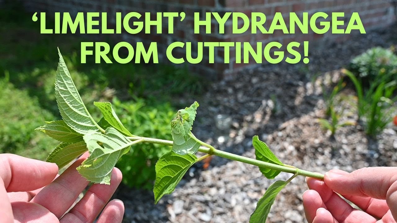 How to Root 'Limelight' Hydrangea (Hydrangea paniculata) from Cuttings