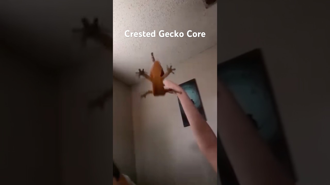 Crested Gecko Core #animalshorts #cuteanimals #crestedgecko #crestedgeckos #gecko #geckos