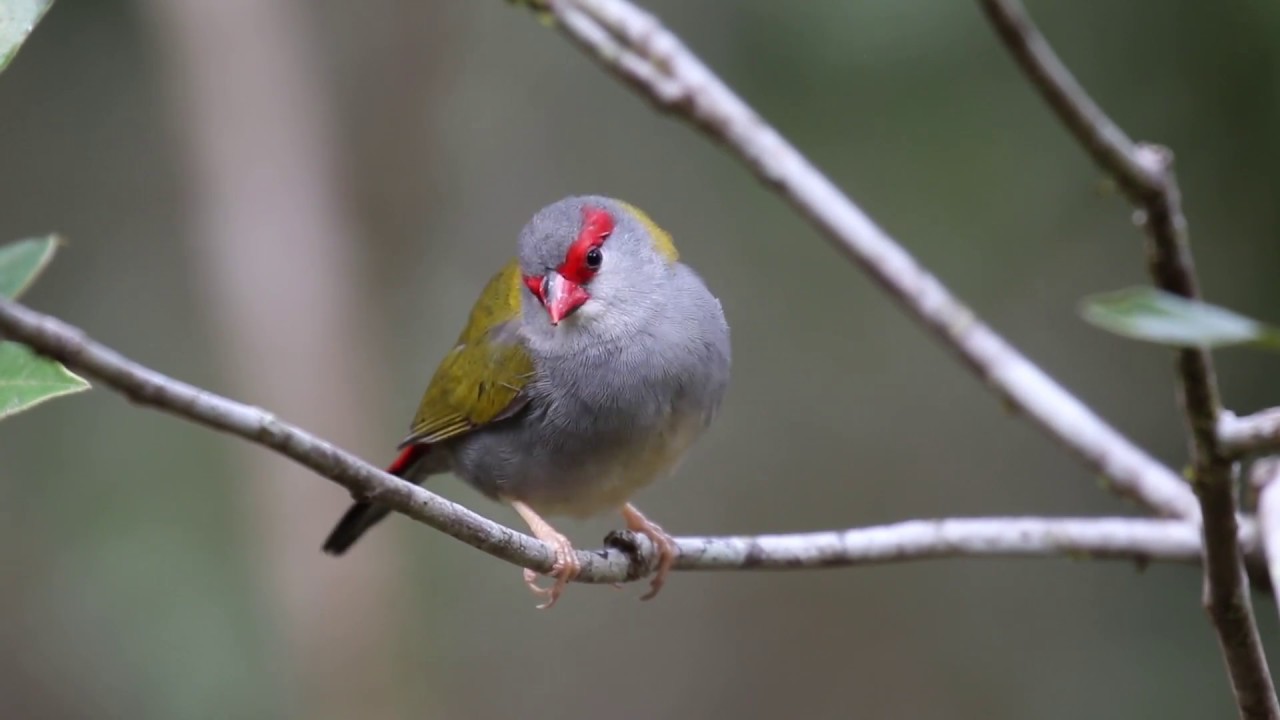 Atherton Tablelands Birdwatching Cabin - Wondecla, Queensland