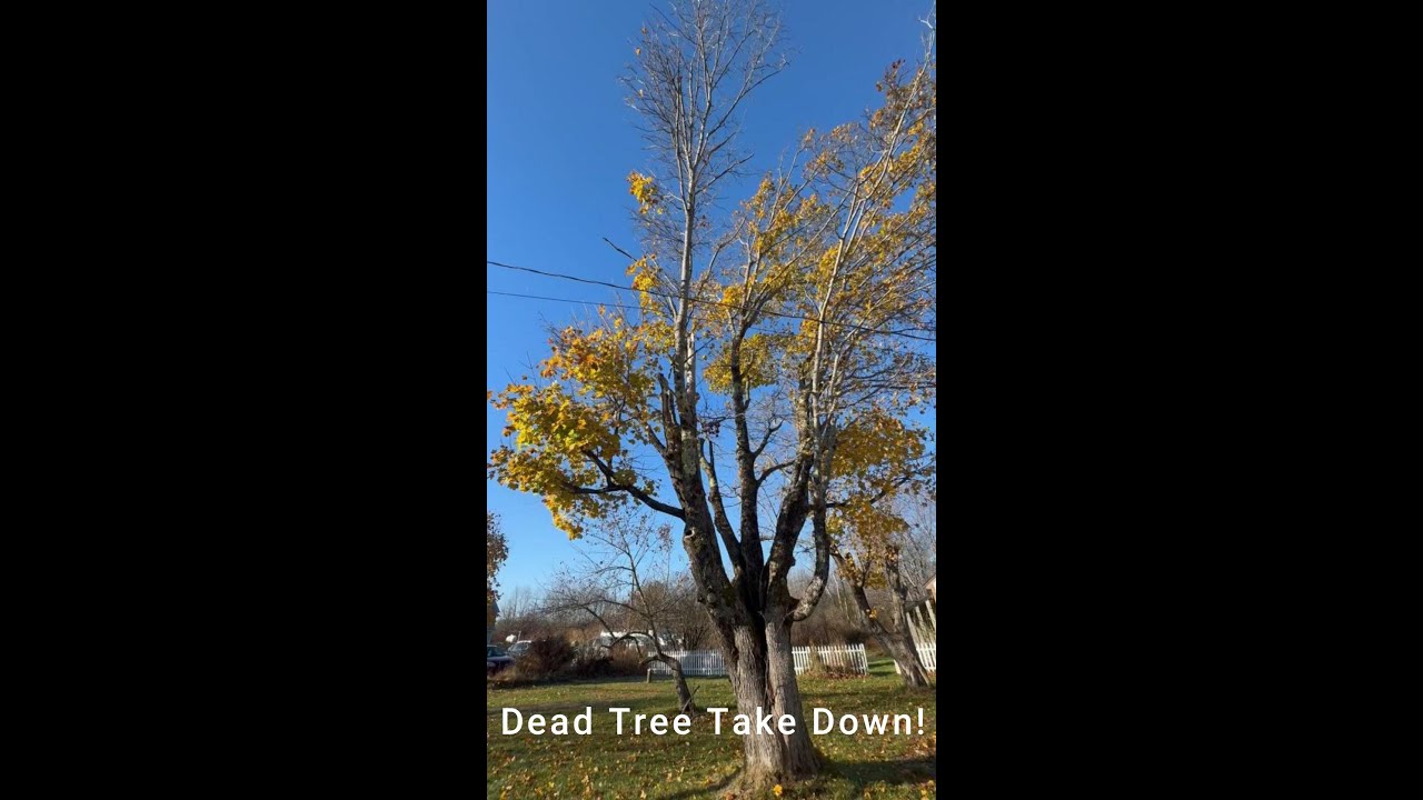 Dead Tree Removal!!