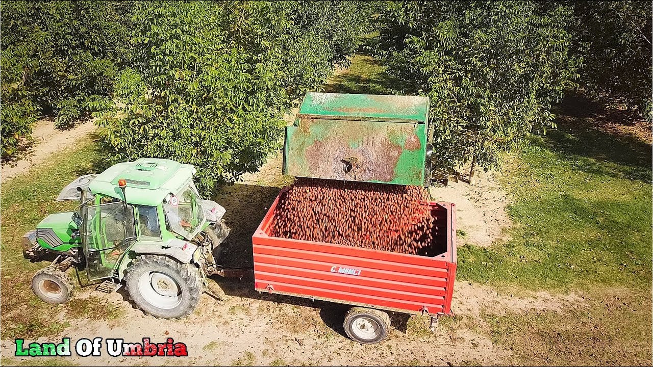 Raccolta Noci 2019 - Meccanizzata