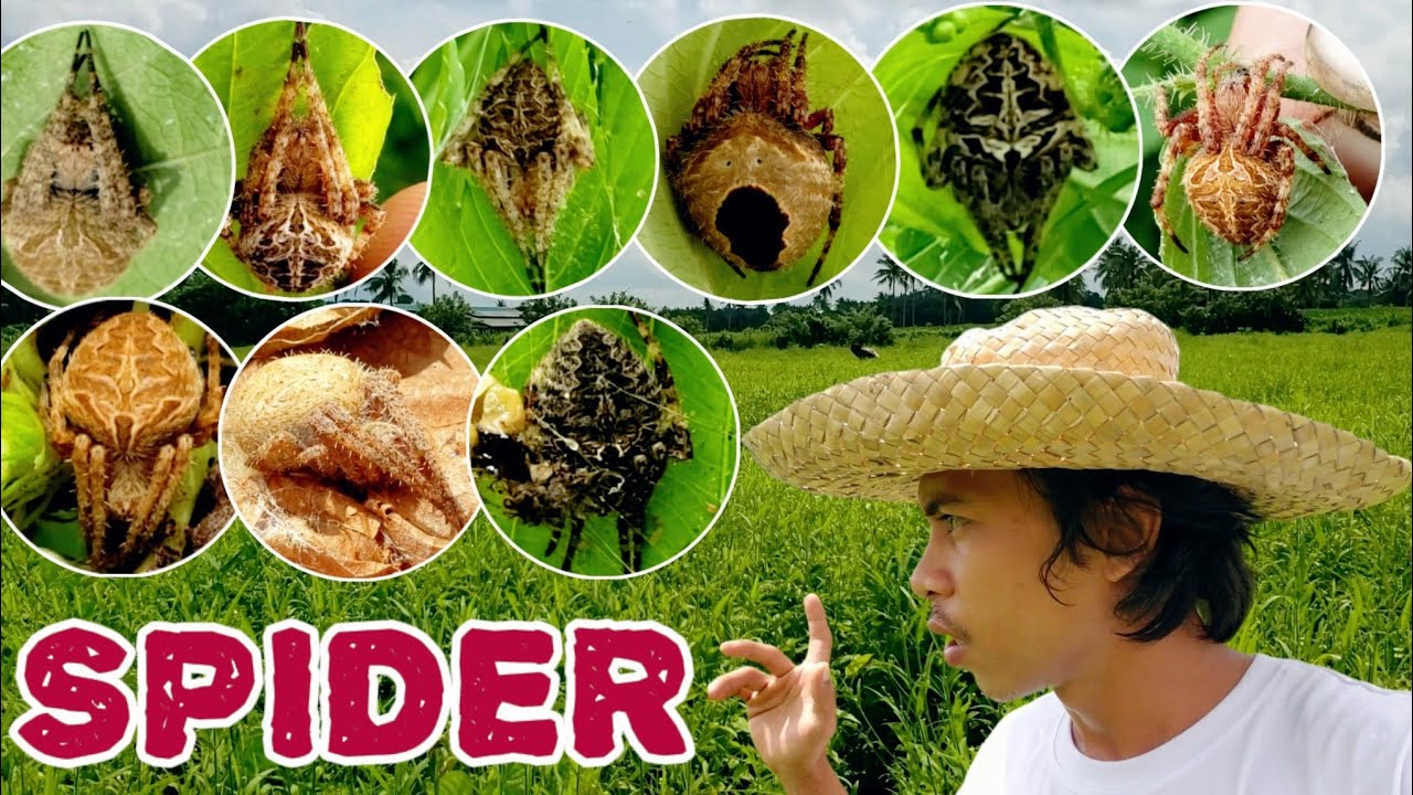 MALAKI MAKAPAL AT MADAMING GAGAMBA / PAANO HANAPIN ANG MGA GAGAMBA.